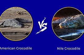 Image result for Alligator vs. Crocodile Poster