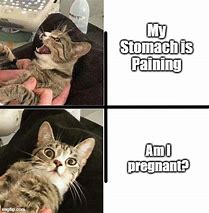 Image result for Pregnant Cat Meme