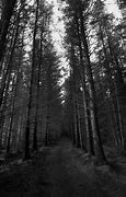 Image result for Forest Wallpaper 4K