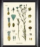 Image result for 8X10 Botanical Prints