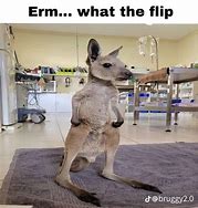 Image result for Ermm What the Flip Meme