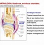Image result for diartrosis