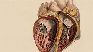 Image result for Anatomy Wallpaper HD