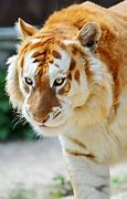 Image result for Maltese Golden Tiger