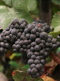 Image result for Delectus Petite Sirah