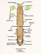Image result for Primary Root System