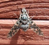 Image result for Small Bee That Looks Like a Fly
