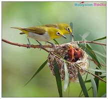 Image result for Pretty Bird Nest