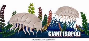 Image result for Largest Isopod