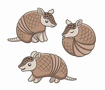Image result for Youth Armadillo Clip Art