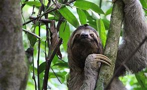 Image result for Sloth Face Looks Like Human