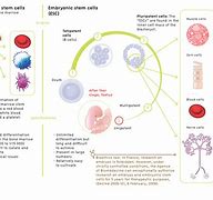 Image result for Stem Cell Biology