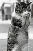 Image result for Cute Cat Praying