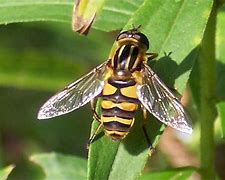 Image result for Bee Like Bugs