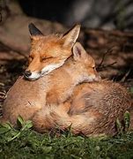 Image result for Fox Cuddles