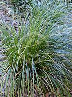 Image result for Carex brunnea Racing Green