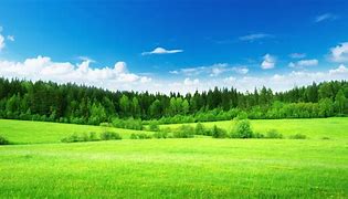 Image result for Lush Field with Trees