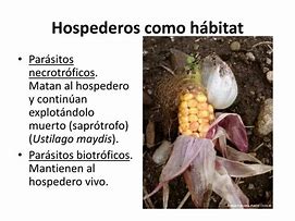 Image result for hospedero