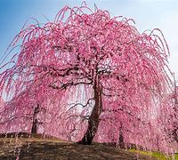 Image result for Weeping Japanese Cherry Blossom Tree