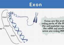 Image result for Exons Example