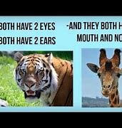 Image result for Similarities and Differences Animals