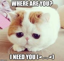 Image result for Where Are You Cat Meme