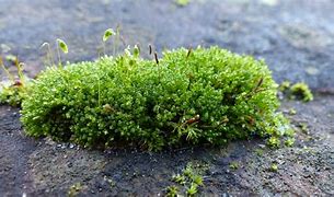 Image result for Types of Moss in Canada