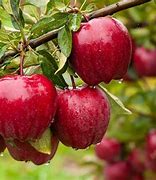Image result for Apple Tree Pic