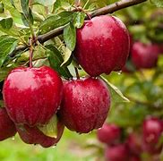 Image result for How to Grow Apple Trees