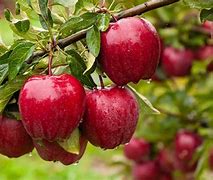 Image result for Old Apple Tree