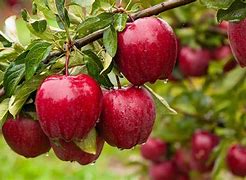 Image result for Sothpark Apple Fruit