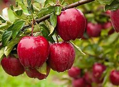 Image result for Apple Tree for Kids