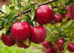 Image result for Wyoming Apple Tree