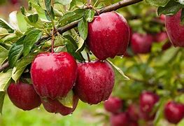 Image result for American Apple