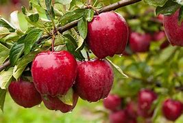 Image result for Grow Apples