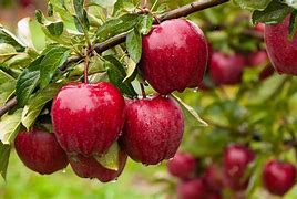 Image result for Amazing Apple Tree