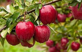 Image result for Healthy Apple Tree