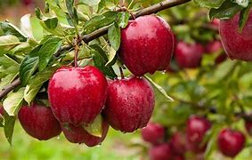 Image result for 2 Year Old Apple Tree