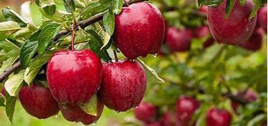 Image result for Apple Tree in the Background and Small Restaurant