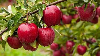 Image result for Very Unique Apple's to Grow