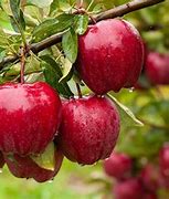Image result for Apple's Grow On Trees