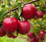 Image result for Tropical Fruit Trees Apple