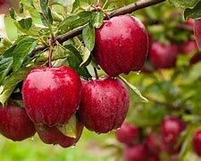 Image result for Callbind Apple Trees