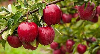 Image result for Baby Red Apple Plant