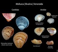 Image result for Arcidae