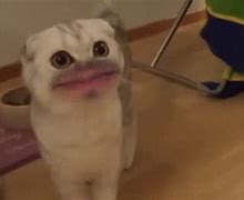 Image result for Cat Lips Meme