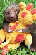 Image result for Sloth Smile