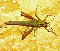 Image result for Giant Brown Cricket