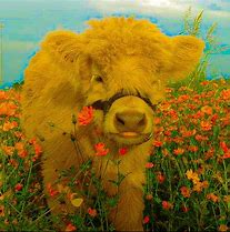 Image result for Funny Pictures of Cows