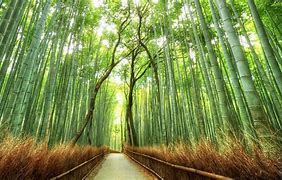 Image result for Bamboo Forest and Woods Background
